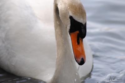 002 Swan