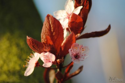 017 Cherry Blossom
