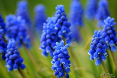 018 Blue Flowers